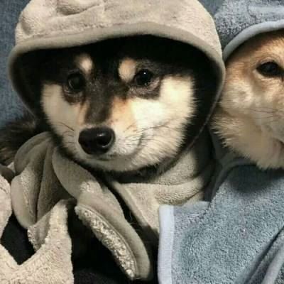 情侣头像动物个性一组 呆萌 情侣头像动物个性一组 微信