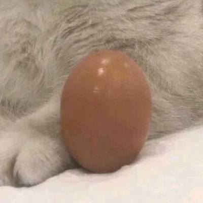 情侣头像动物个性一组 呆萌 情侣头像动物个性一组 微信