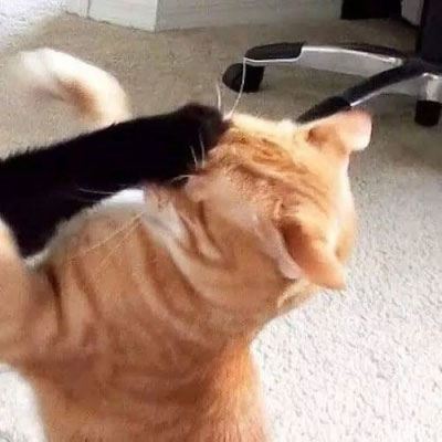 情侣头像卡通动物猫一左一右 个性猫咪情侣头像一对两张