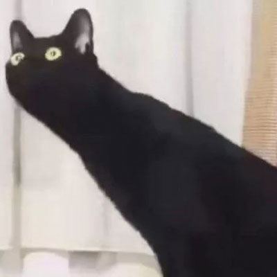 情侣头像卡通动物猫一左一右 个性猫咪情侣头像一对两张
