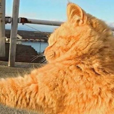 情侣头像卡通动物猫一左一右 个性猫咪情侣头像一对两张