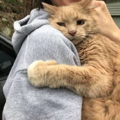 抱着猫的情侣头像唯美图片