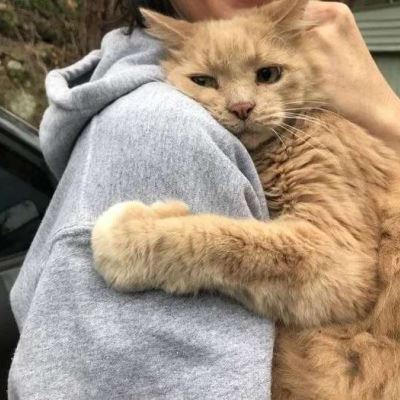 手里抱着猫的部位头像是啥意思 手里抱着猫的女生头像