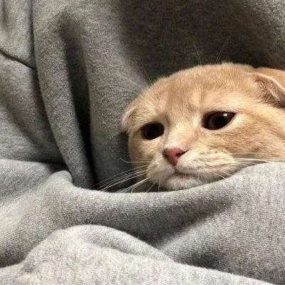 手里抱着猫的部位头像是啥意思 手里抱着猫的女生头像
