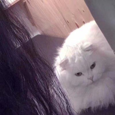 男女抱猫情侣头像图片 女生抱着猫的情侣头像