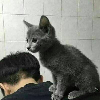 抱着宠物情头 抱宠物的情侣头像动漫个性网
