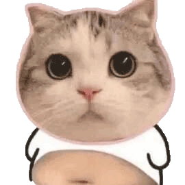 猫咪大肚子大肚腩表情包 大肚子猫咪图片(2)