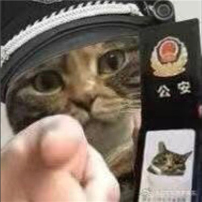 猫猫警察表情包图片